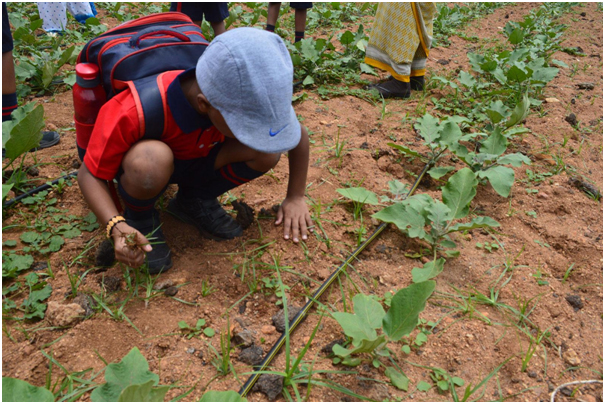 Why should we protect our soils?