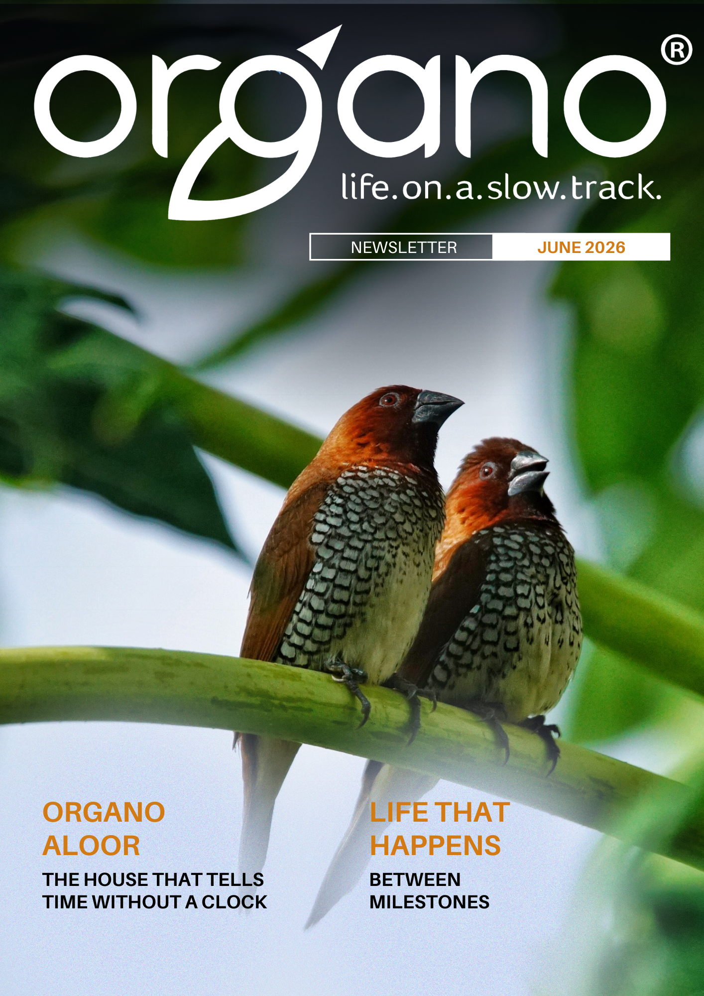 Organo Newsletter