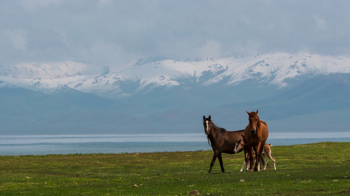 Cavalli allo stato brado sulle sponde del lago Song Kol, in Kyrgyzstan