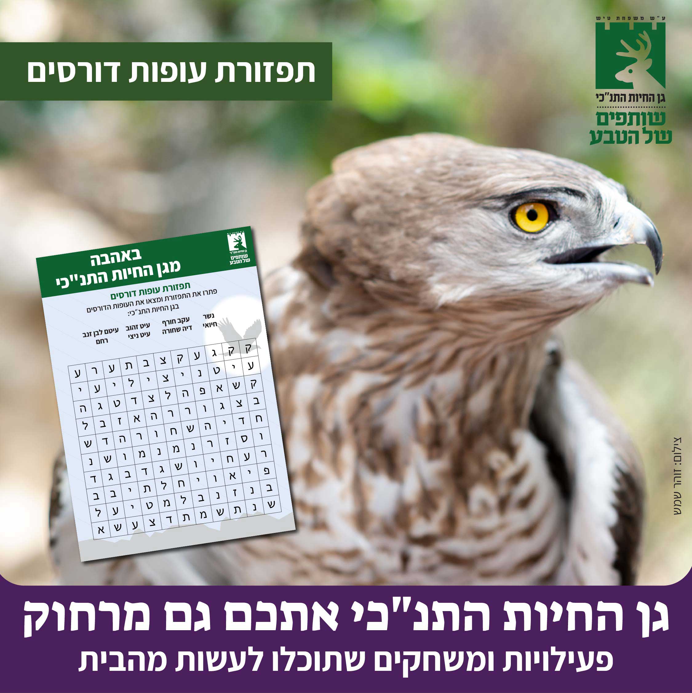 תפזורת עופות דורסים
