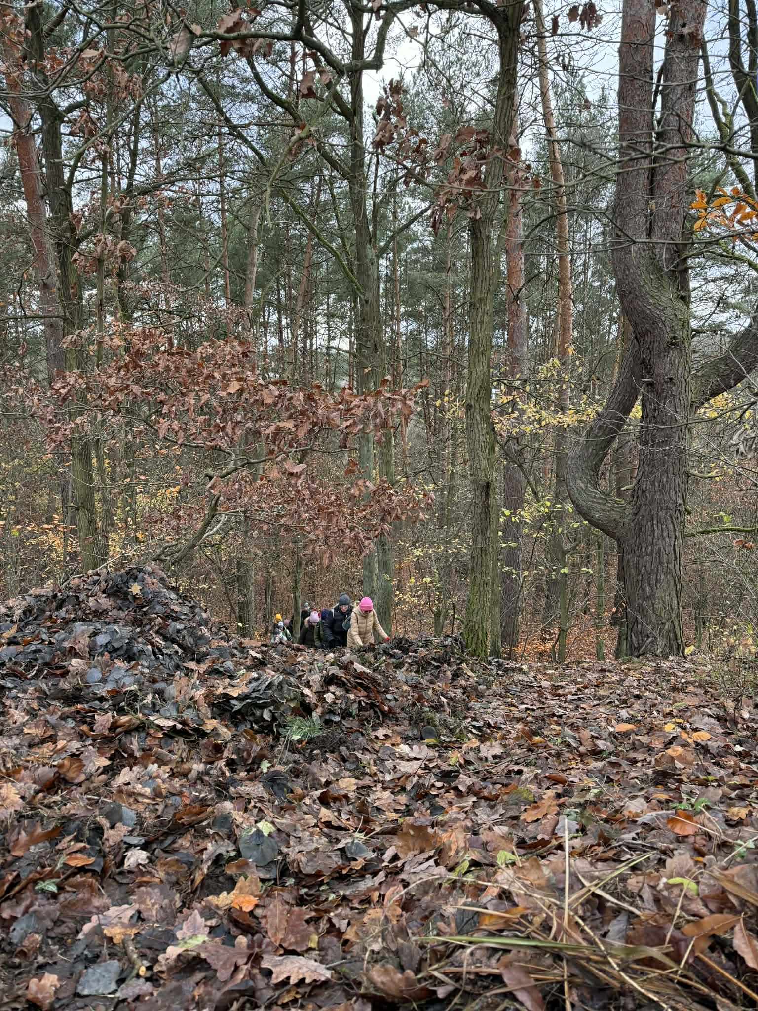Na zdjęciu widać ludzi wspinających się pod górę pokrytą liśćmi. 