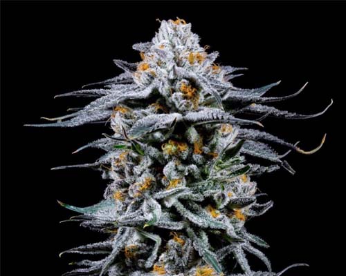 Cannabis Flower