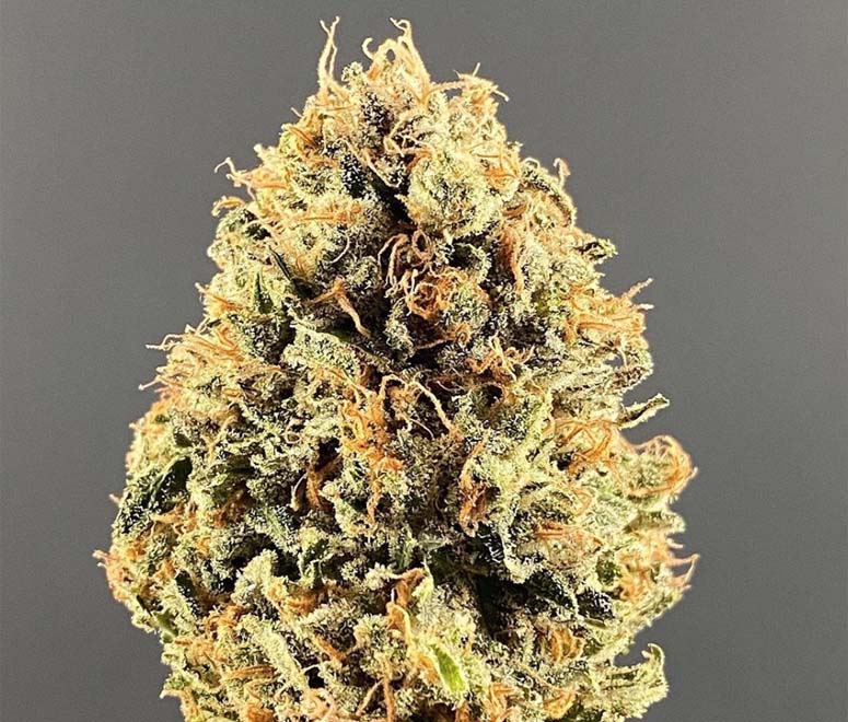Blue Dream Kalispell