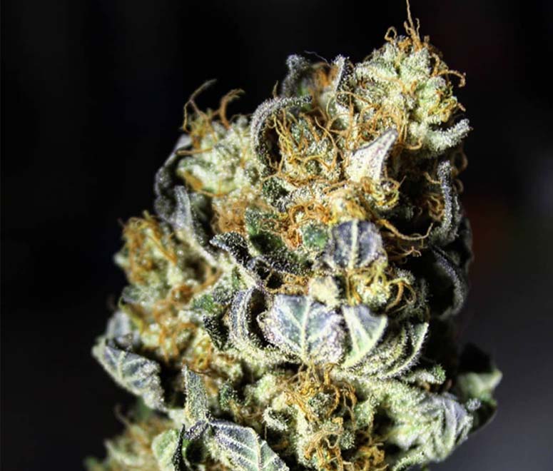 Blue Gelato GSC strain Kalispell, Montana