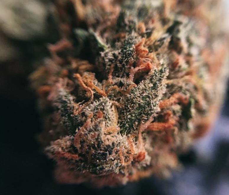 Critical Cheese strain Kalispell, MT