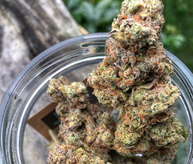 Critical Mass CBD strain Kalispell, MT