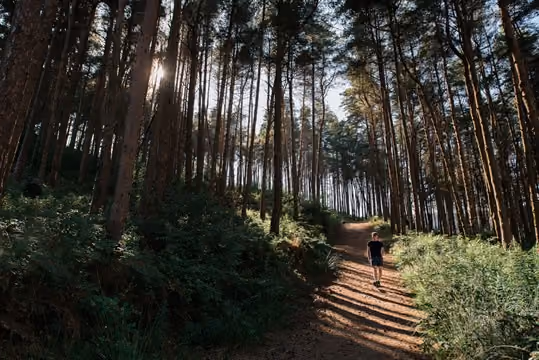 A man walking through the woods