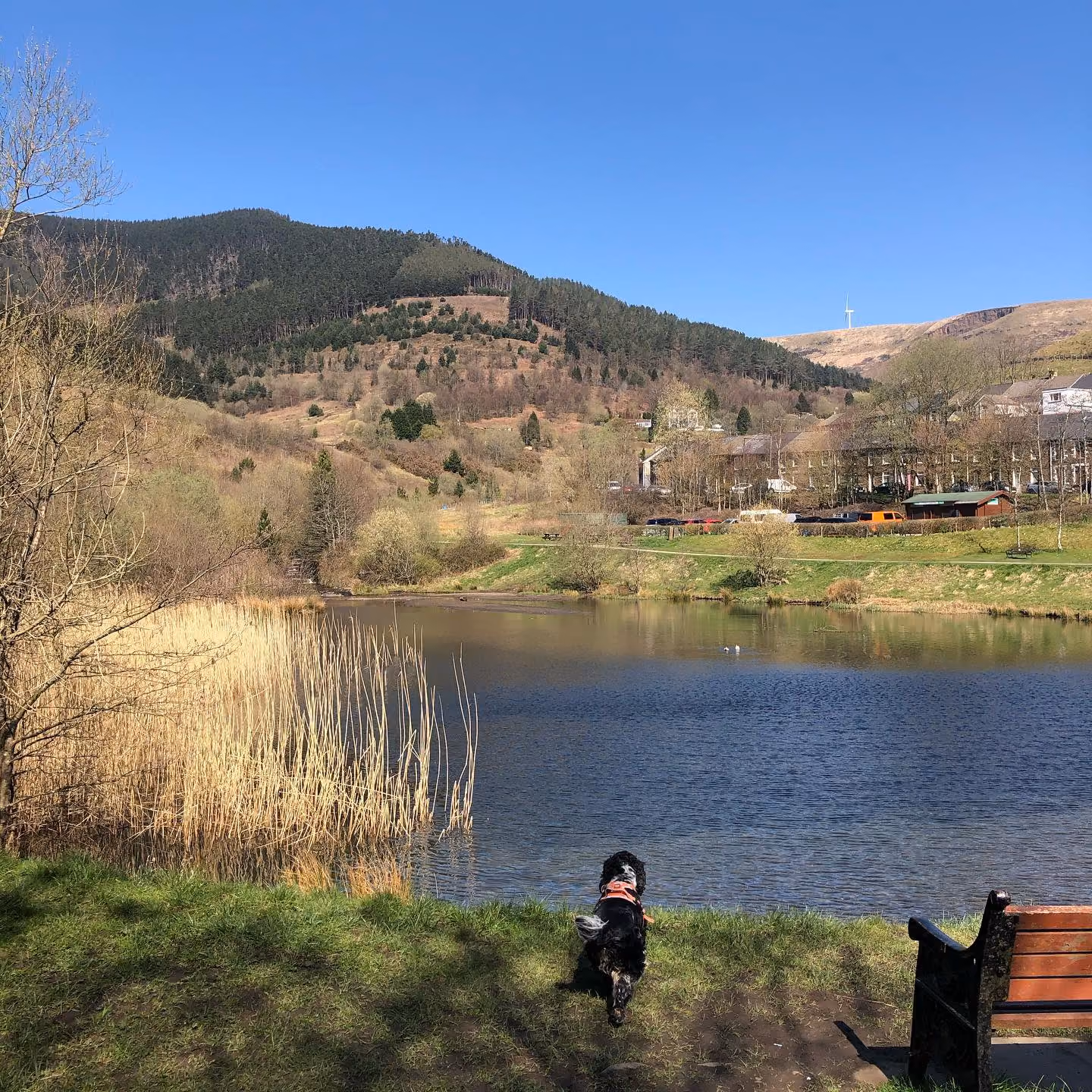 Gyda mannau gwyrdd helaeth a mynyddoedd nerthol i'w darganfod, mae digon o lwybrau golygfaol ledled Sir Pen-y-bont ar Ogwr i ddiddanu cŵn! 🌳🐶
📷 @nic_k_w
📍Parc Calon Lan
Gadewch i ni wybod eich hoff le ar gyfer teithiau cerdded yn y sylwadau! 🐾
#VisitBridgend #VisitWales #FindYourEpic #walesbytails #dogfriendy #dogfriendlyholidays #dogwalking