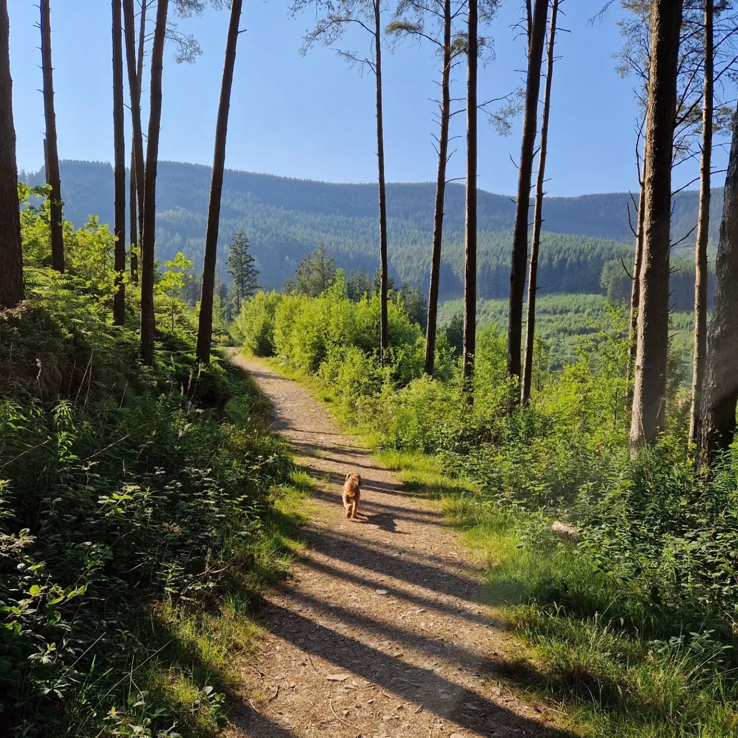 Mae ein llwybrau yn ennill cynffonau wag. 🐶
Os ydych chi am drin eich baw i rai o'r llwybrau cerdded gorau sydd gan Gymru i'w gynnig, byddwch yn gwneud yn dda i wella'r llwybrau golygfaol sydd ar gael ar draws Sir Pen-y-bont ar Ogwr, fel y coetir paw-fect hwn yng Nghwm Garw. 🐾🌳
📸 @papisandadogcalledelvis
#VisitBridgend #VisitWales #FindYourEpic #dogsofinstagram #dogwalking #beautyspots #Walkies #WoodlandWalk #WoodlandWalks #hikingtrails #walesbytails