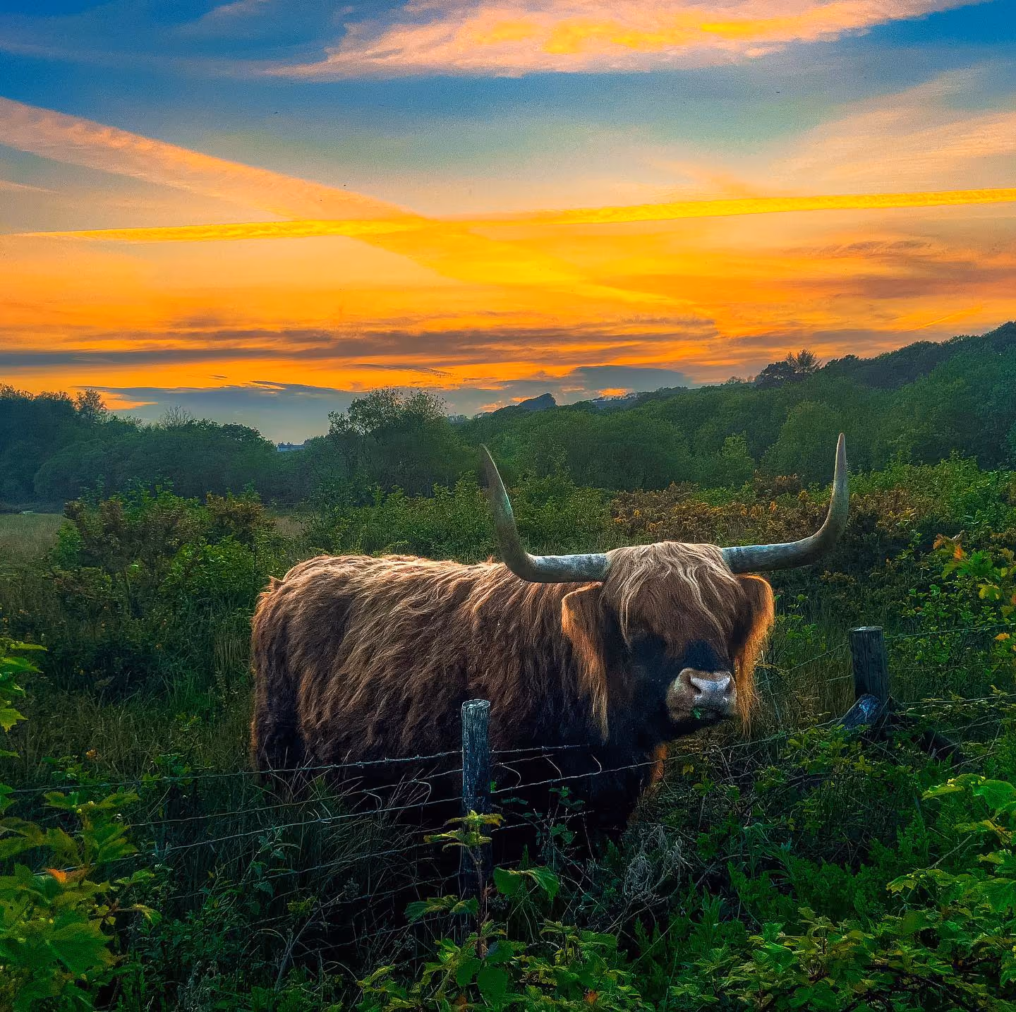 Mae'r golygfeydd godidog yng Ngwarchodfa Natur a Chanolfan Ymwelwyr Parc Slip yn fwy na digon i wneud ymweliad yn werth chweil - ond taflwch olwg ar y Gwartheg Ucheldir a machlud hyfryd - ac mae gennych yr olygfa berffaith i wledda'ch llygaid arni! 🌅
Ydych chi wedi ymweld eto?
📷 @lpphotography65
https://www.visitbridgend.co.uk/attractions/ParcSlipNatureReserve
#VisitBridgend #VisitWales #FindYourEpic #parcslipnaturereserve #highlandcattle #naturereserve #wildlife