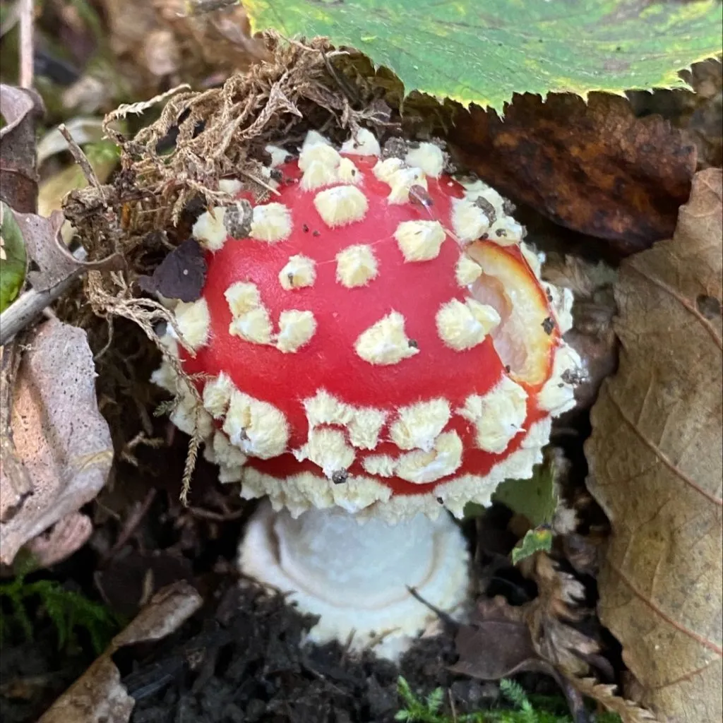 Mushroom Hunt