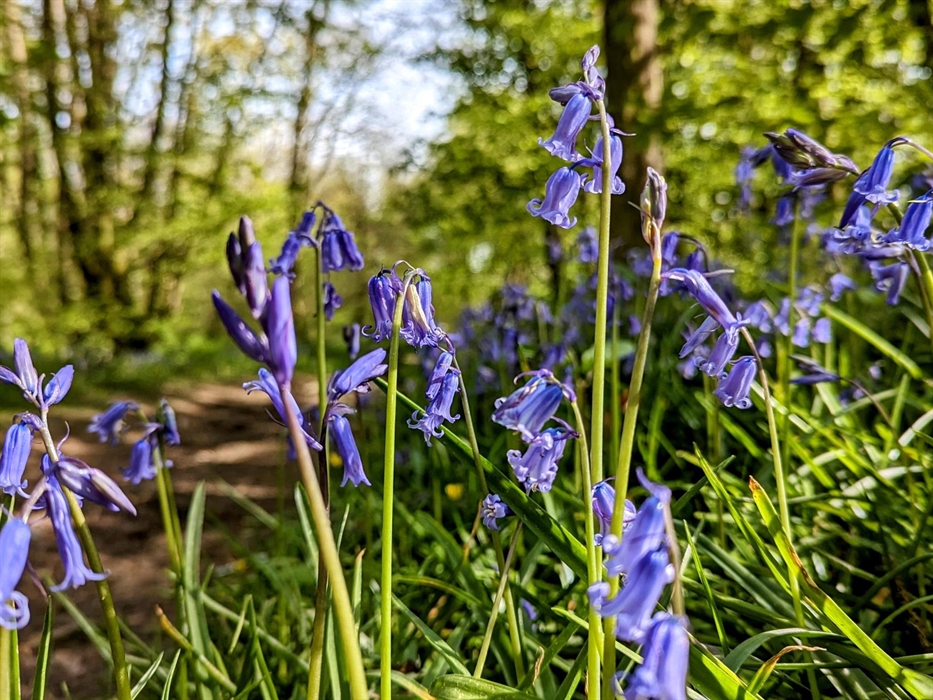 Bryngarw Country Park