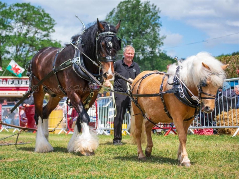 Bridgend County Show