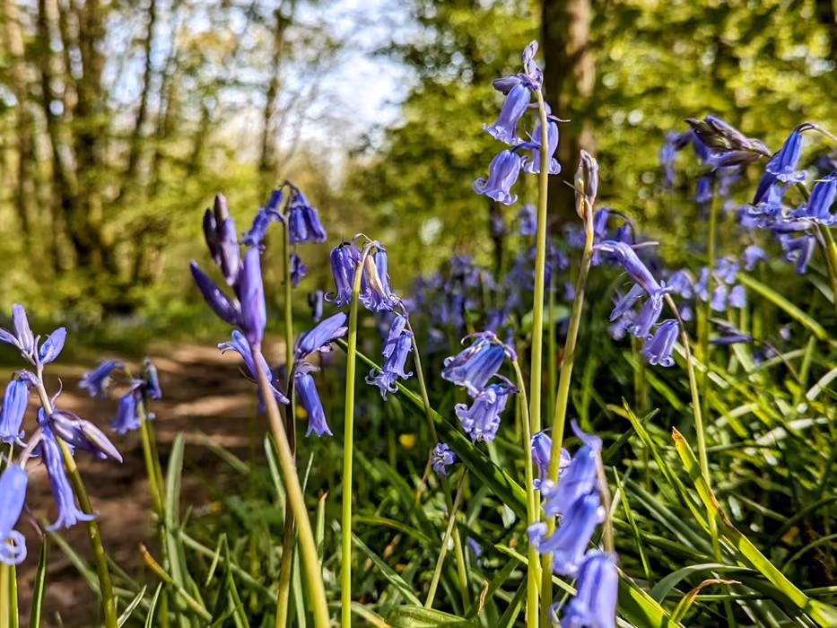 Parc Gwledig Bryngarw