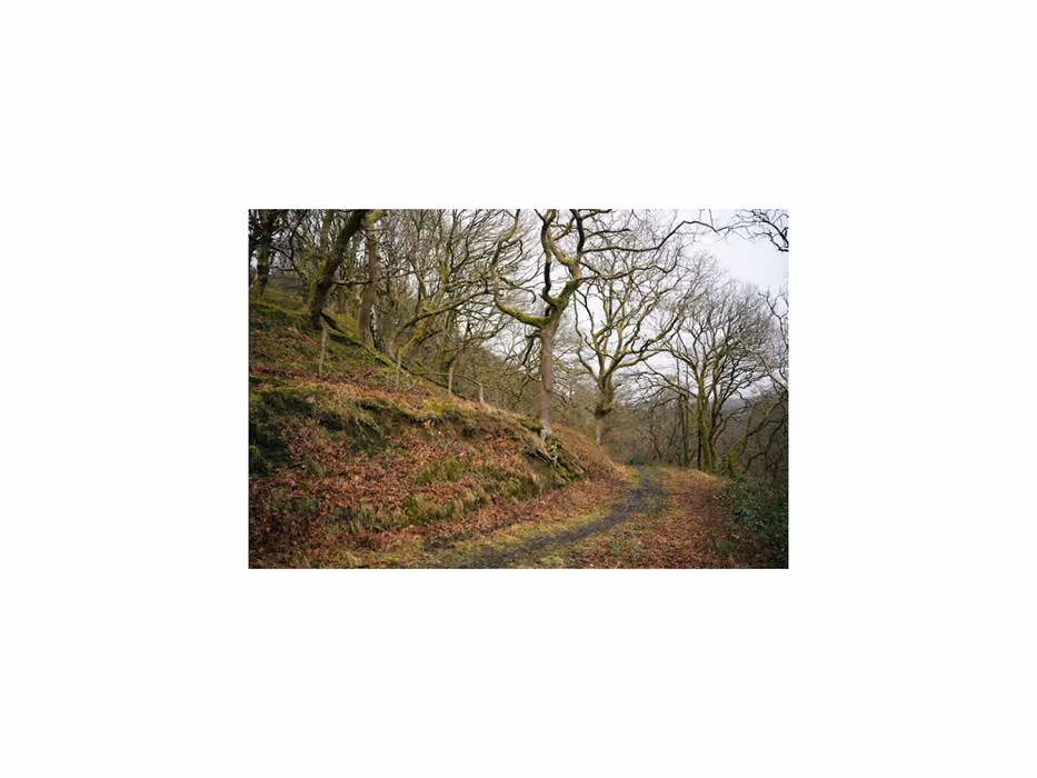 Llwybr Coedwig Cymru - Adran 3
