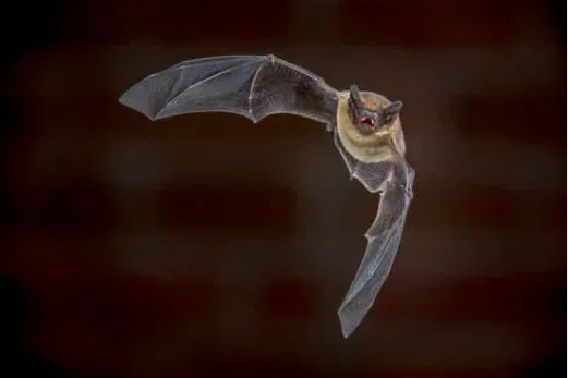 Bryngarw Country Park - Wildlife Wednesday Bat Box
