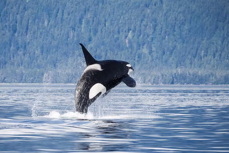 fishing trip alaska whale