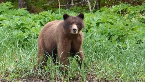 alaska travel brown bear