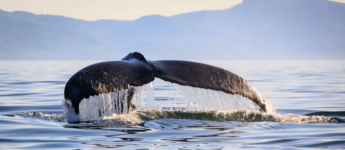 best alaska fishing trips pybus whale