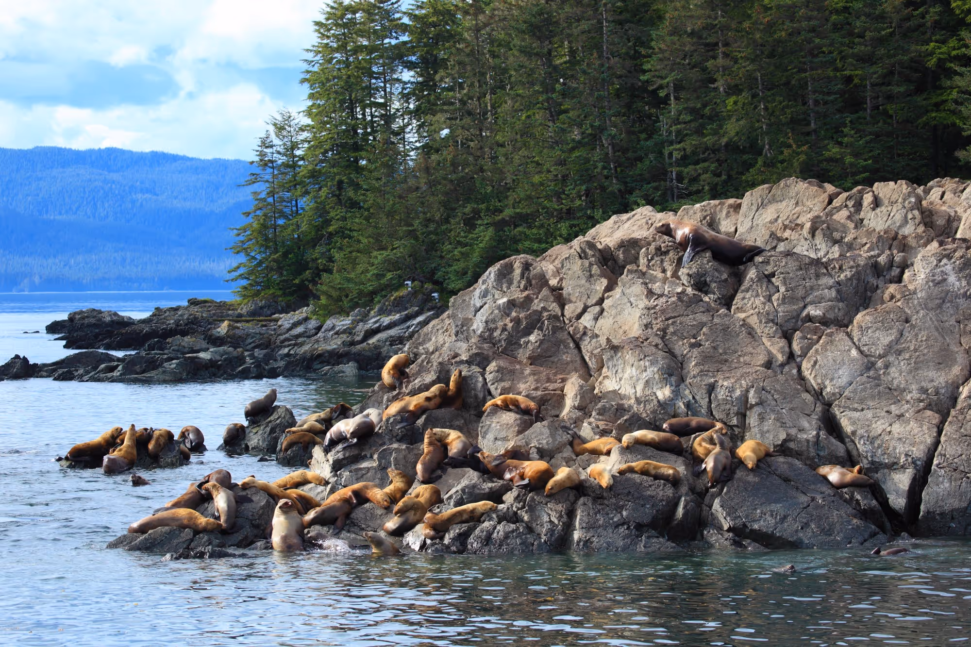 fishing trip alaska sea lions