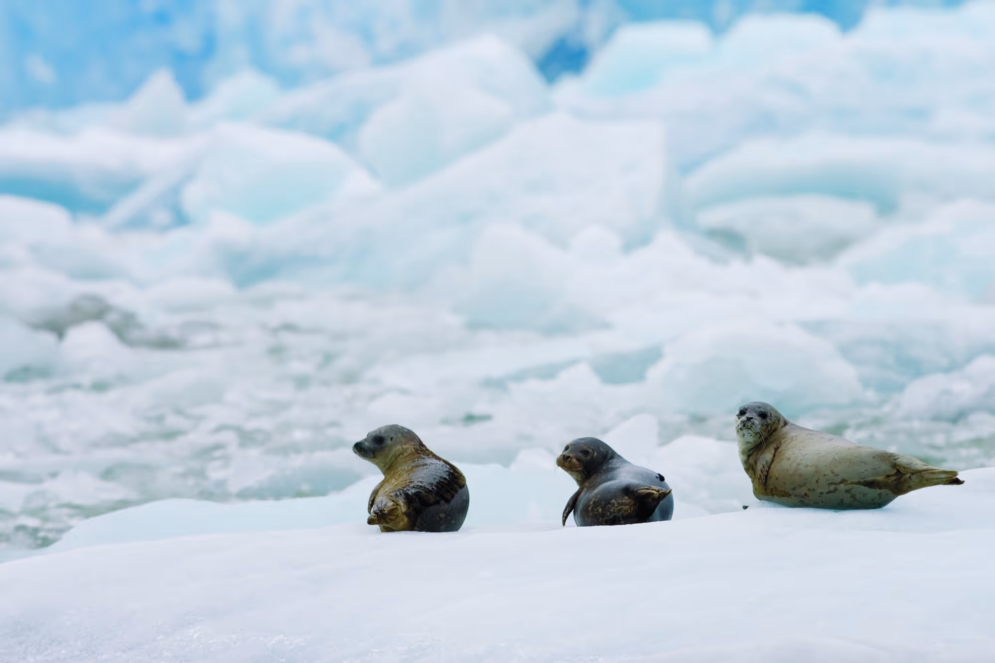 alaska fishing glacier seals
