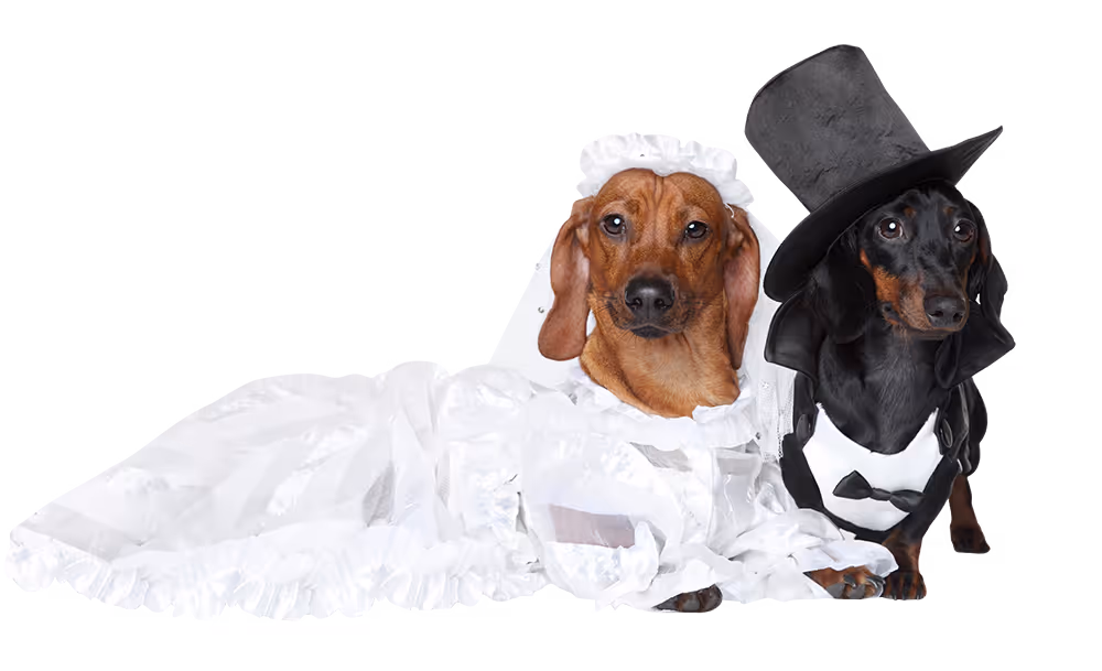 Bride & Groom dogs for Fuzed Competition Page