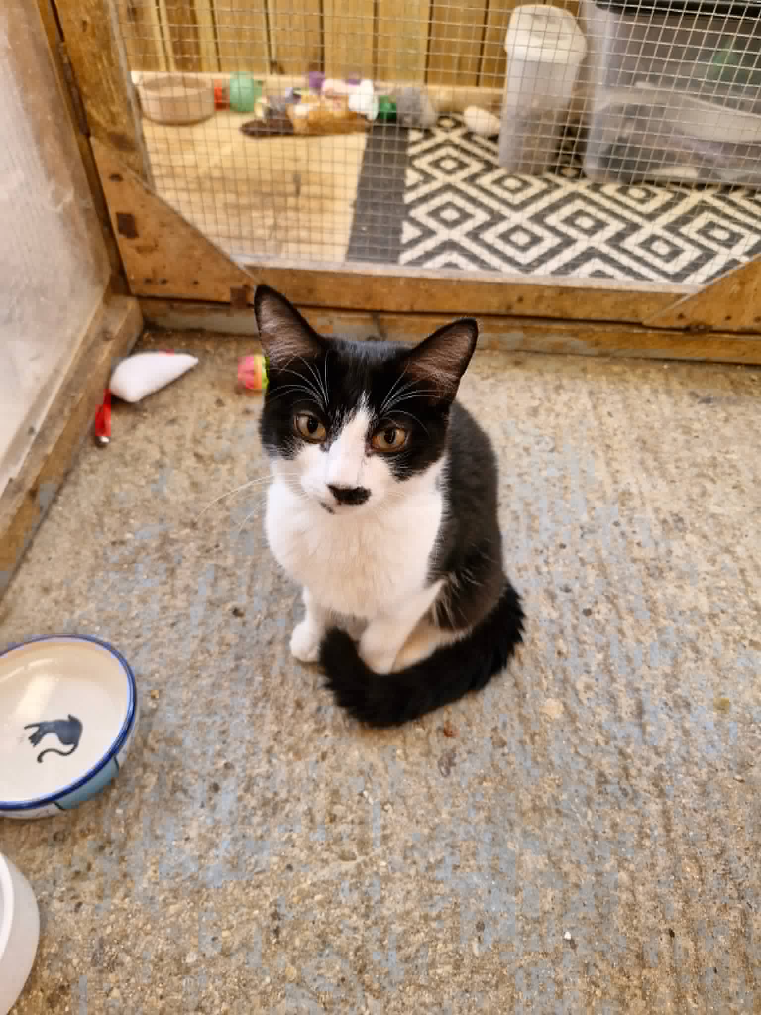 Tuxedo