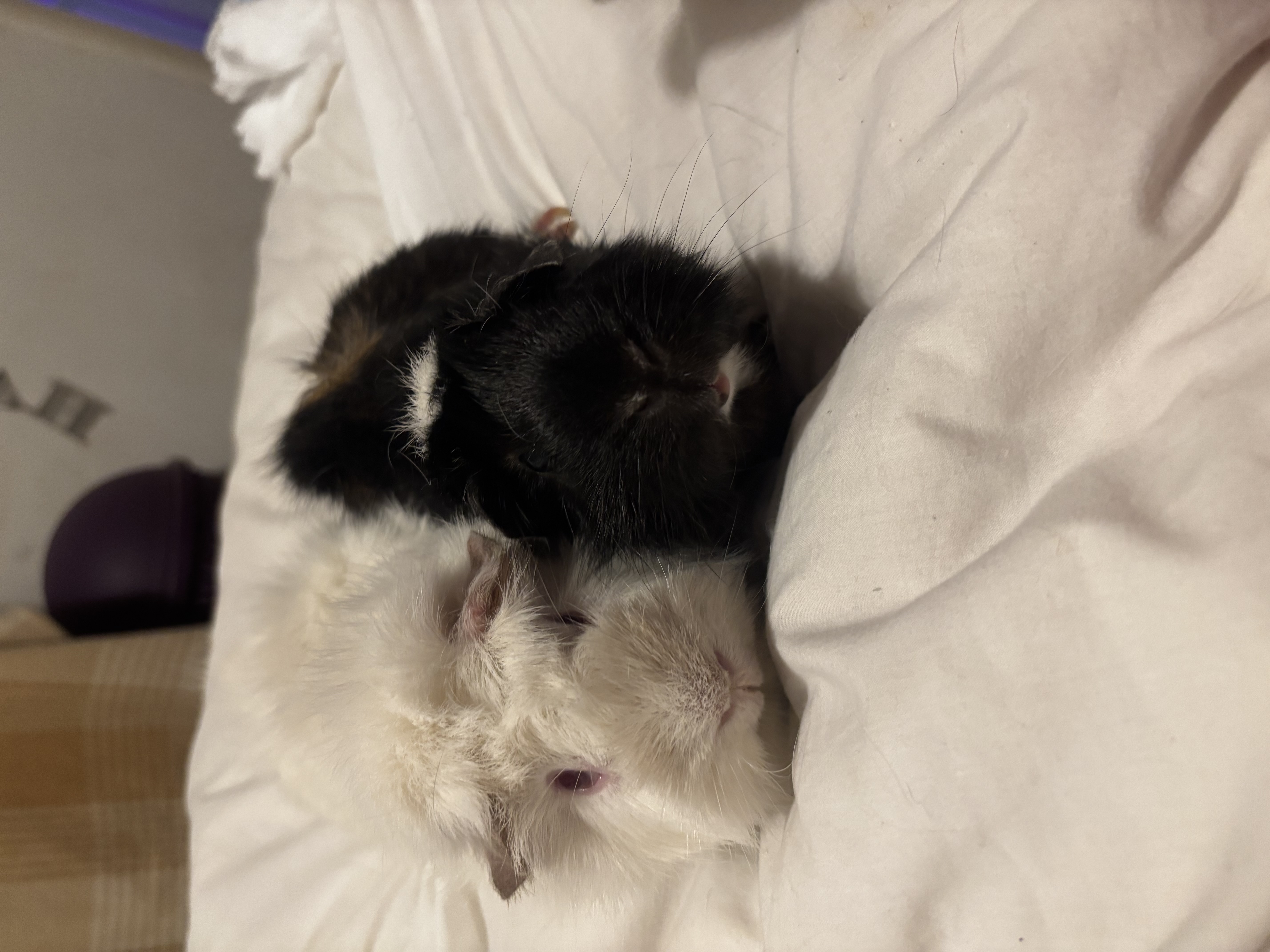 Lukey & Bella