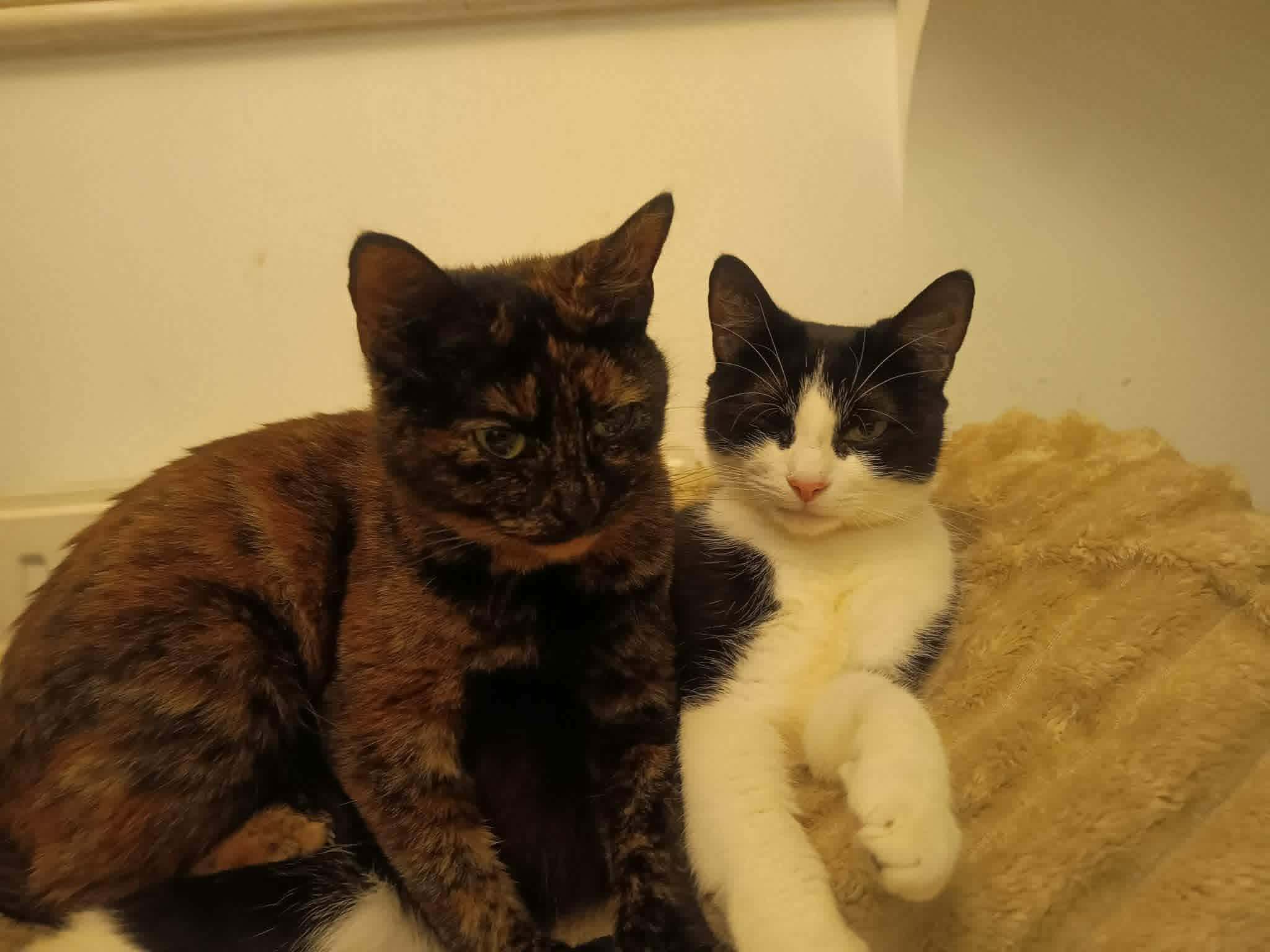 Shelby and Ada