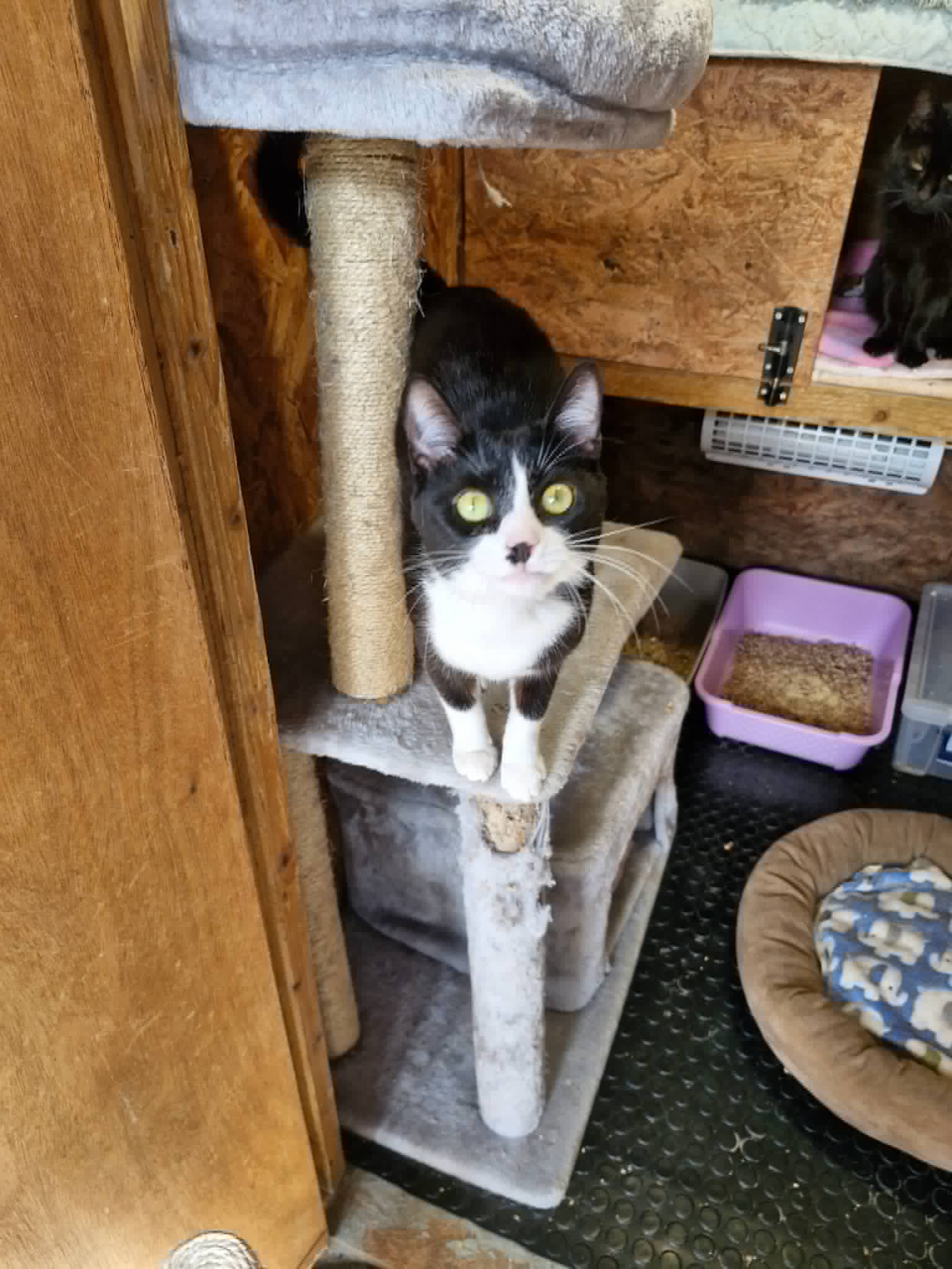 Coco