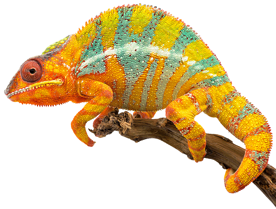 chameleon