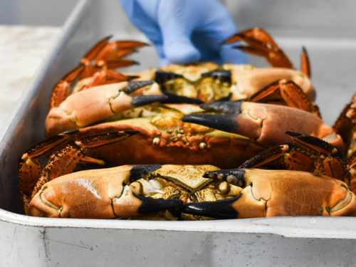 The Crab Shed Salcombe restaurant - waterside seafood dining overlooking the harbour