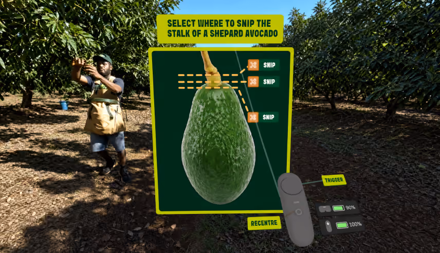 VR training scene of a worker picking avocados in the background, with a interactive prompt for trainee saying "select where to snip the stalk of a Shepard avocado" with three selectable snip points on a avocado.