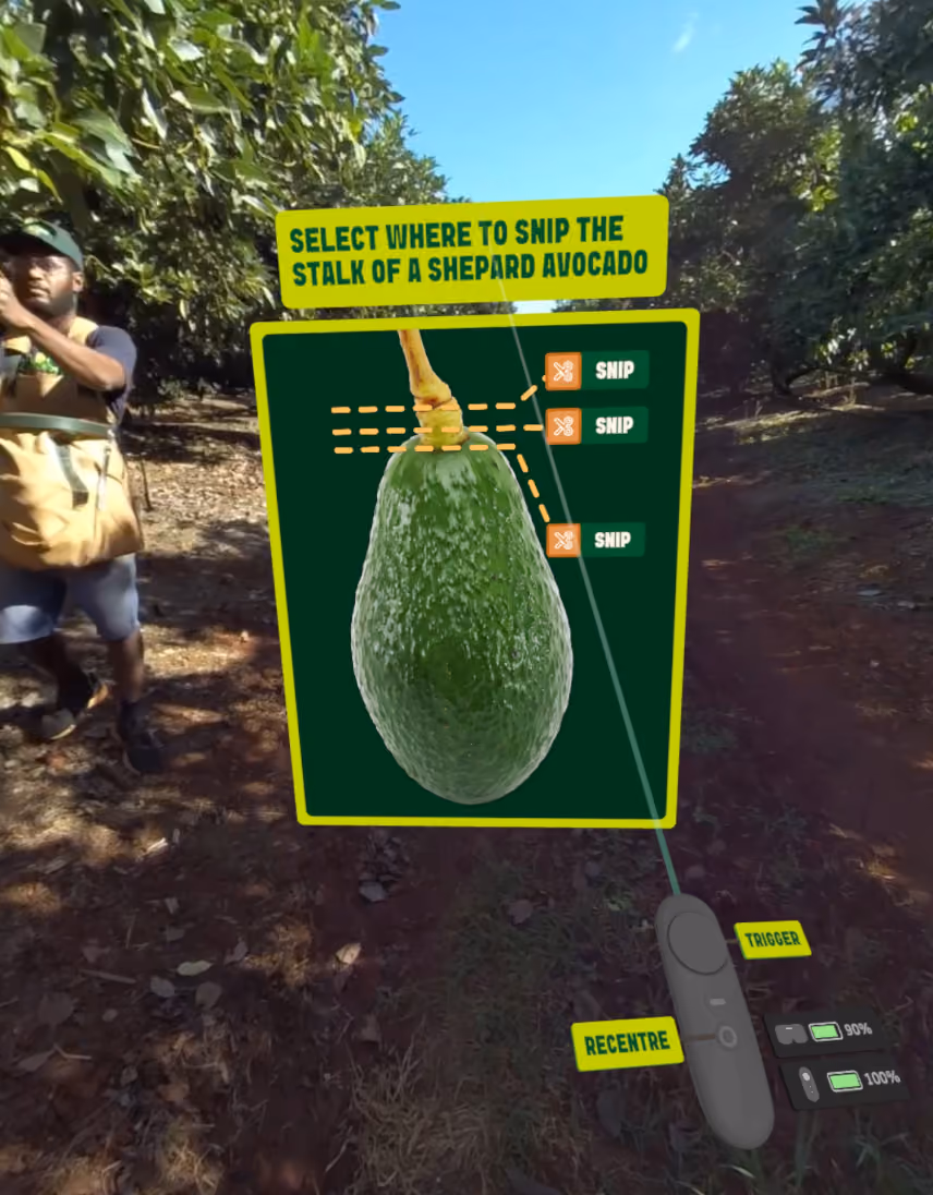 VR training scene of a worker picking avocados in the background, with a interactive prompt for trainee saying "select where to snip the stalk of a Shepard avocado" with three selectable snip points on a avocado.