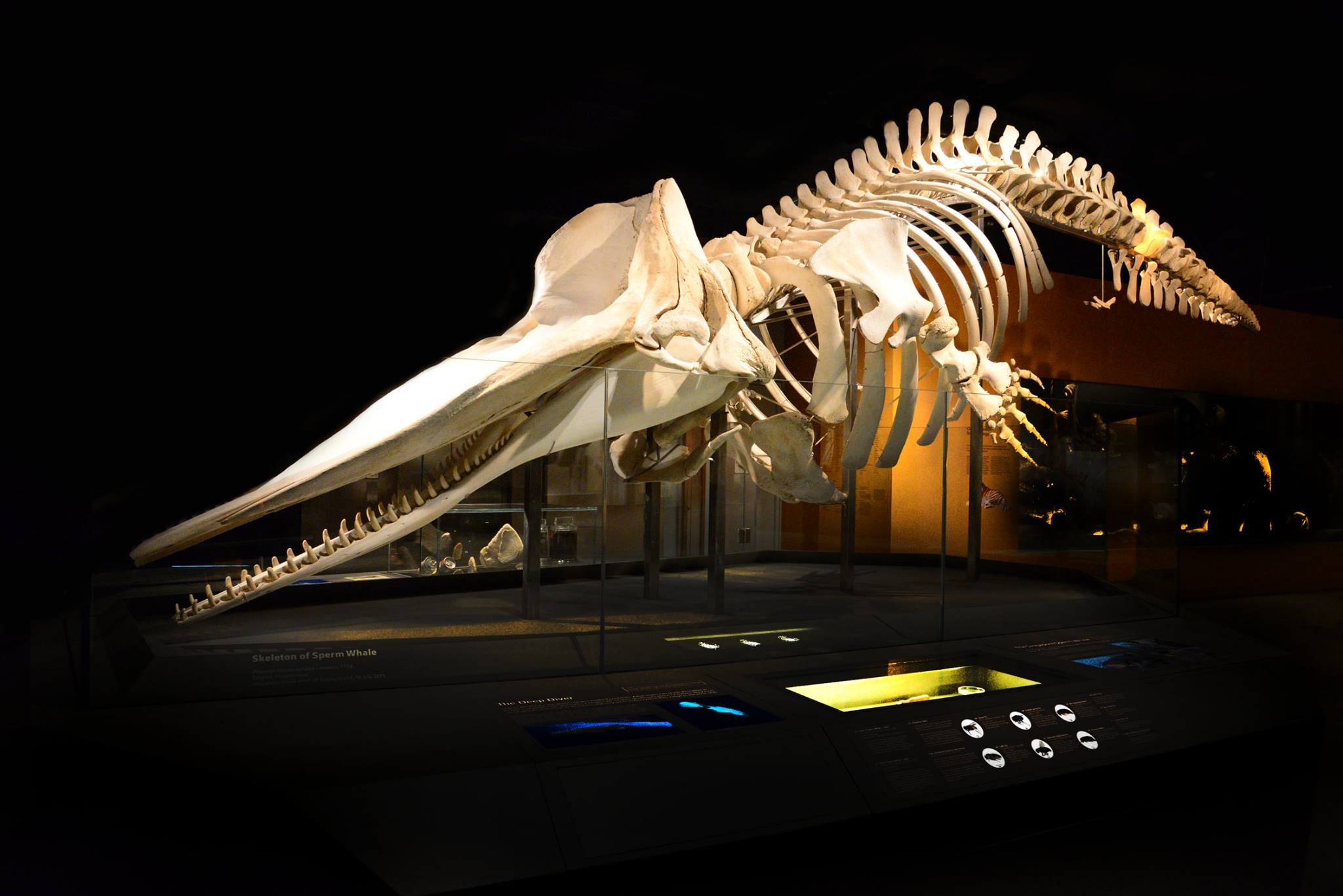 sperm whale skeleton