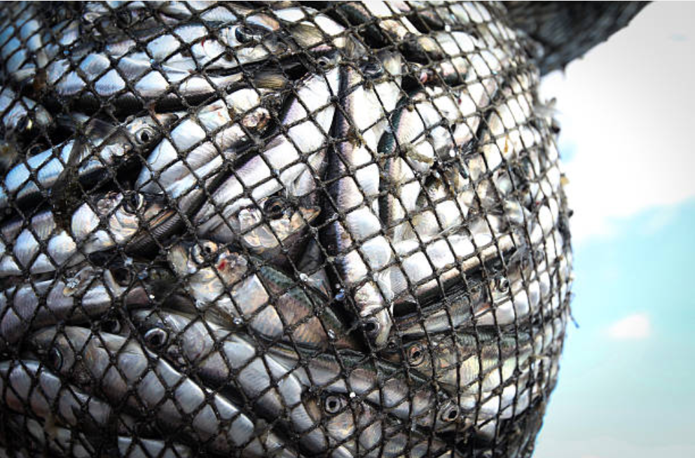 A large industrial fishing net contains more fish than can be counted. The fish and net take up all but the right edge of the image. The image demonstrates how many customers companies can have if they create a good customer experience strategy that creates customer loyalty