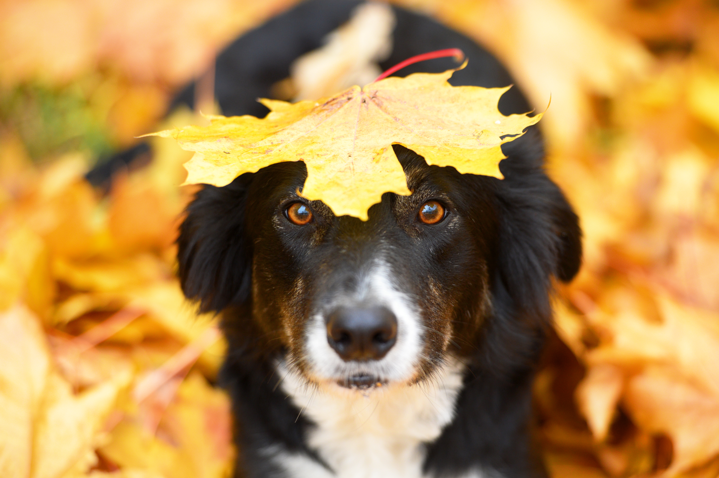 Fall 2026 Newsletter