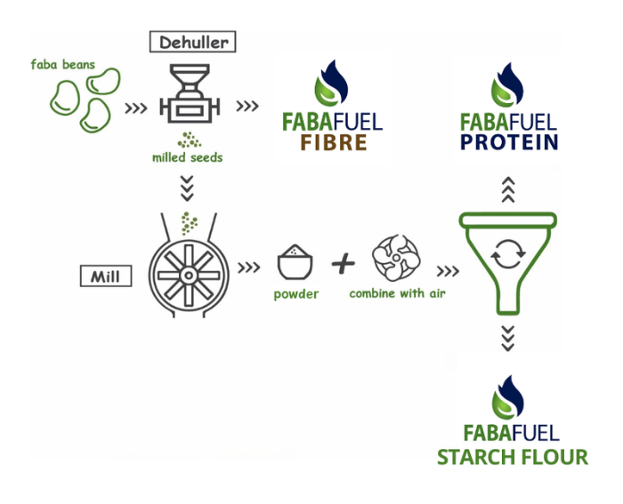 A visualization of the milling process of faba beans into FabaFuel Fibre, FabaFuel Protein and FabaFuel Starch Flour