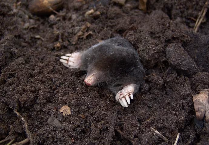 Mole pest control in Rugby