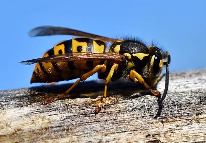 Wasp Nest Removal in Rugby