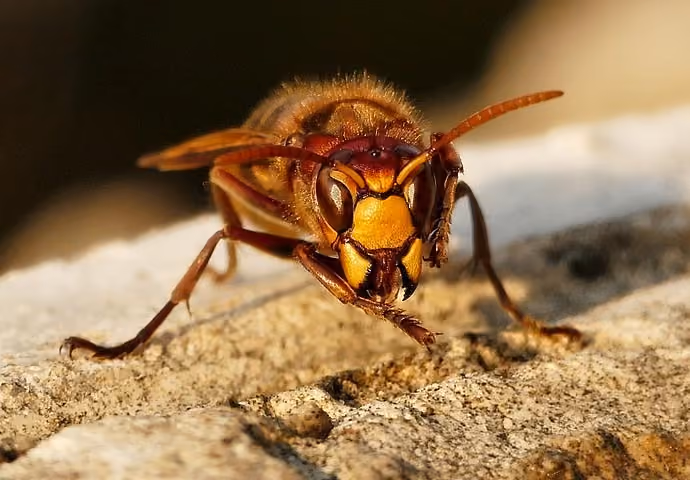 Hornet pest control in Rugby