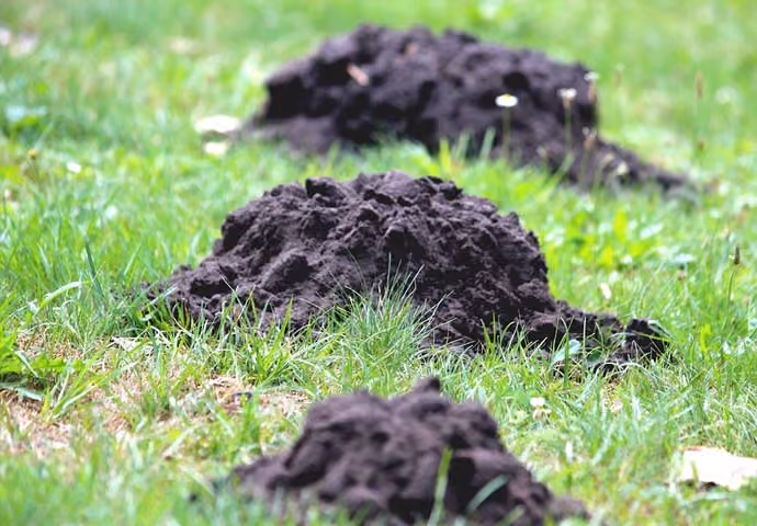 Garden pest control service Warwickshire