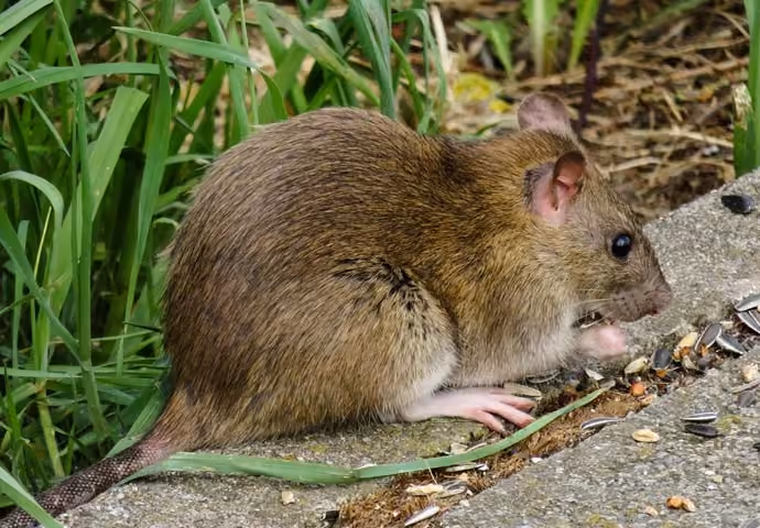 Vermin pest control in Rugby