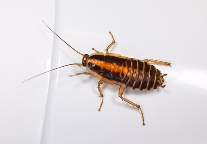 Cockroach pest control in Warwickshire