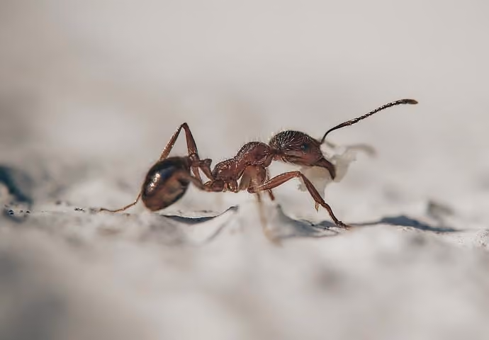 Garden pest control service Warwickshire
