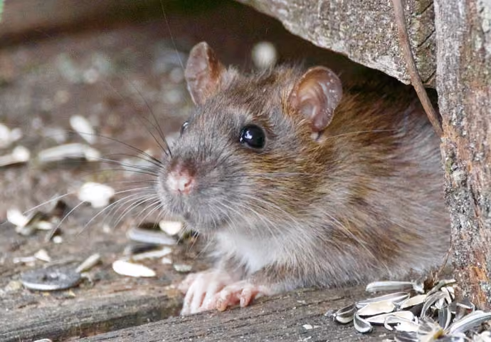 Rat Removal in Rugby