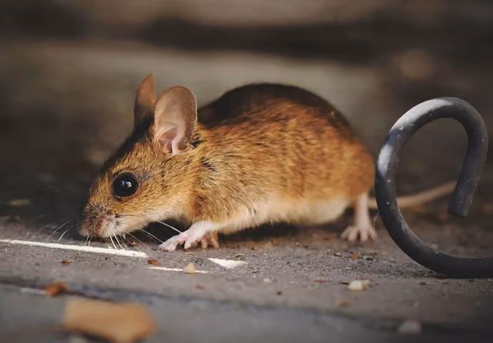 Vermin pest control in Warwickshire