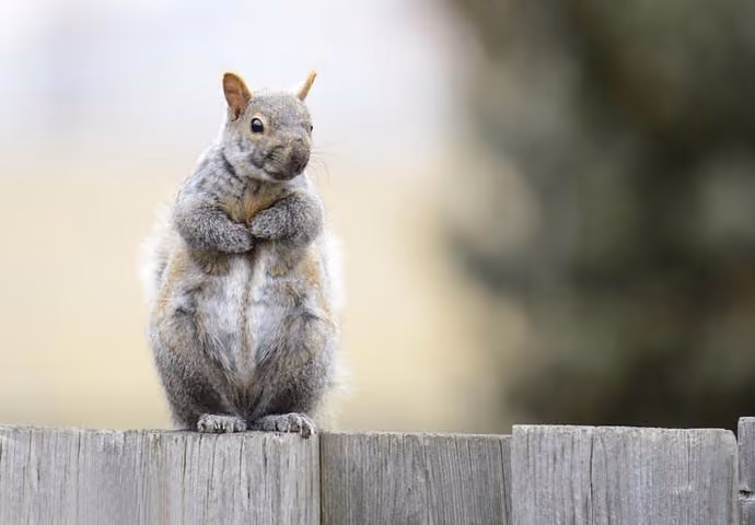 Squirrel pest controller in Rugby