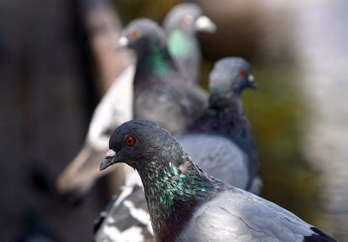 Garden pest control service Warwickshire
