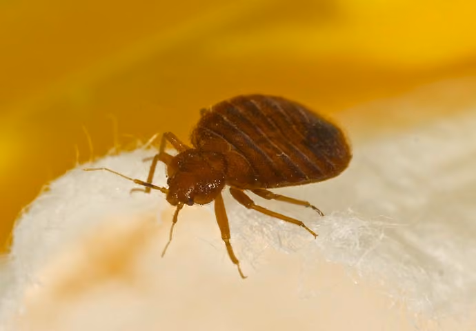 Bedbug treatments in Rugby